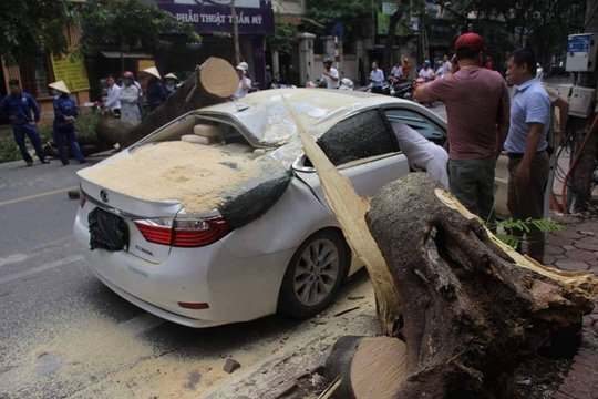 Video: Cây phượng đổ đè trúng ô tô đỗ trên phố cổ Hà Nội