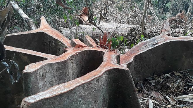 Hàng chục cây ươi rừng bị chặt hạ để lấy hạt