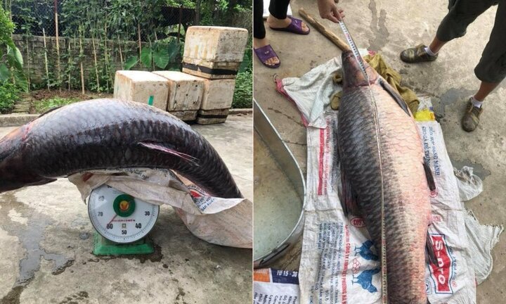 Cá trắm đen hơn 70kg sa lưới ngư dân Yên Bái