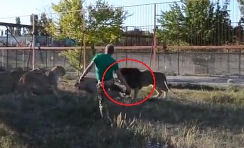 Clip: Bắt nạt sư tử cái, sư tử đực bị chủ vườn thú quăng dép vào mặt