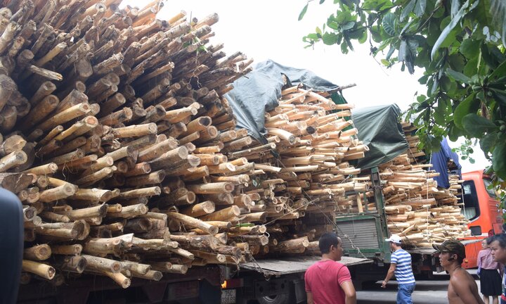 Xử phạt 4 tài xế xe tải không bằng lái, chở gỗ quá khổ trên quốc lộ