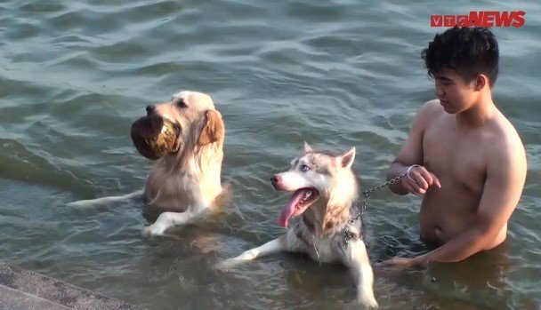 Video: Chó cưng đắt tiền ở Thủ đô 'rủ nhau' ra Hồ Tây tắm giải nhiệt