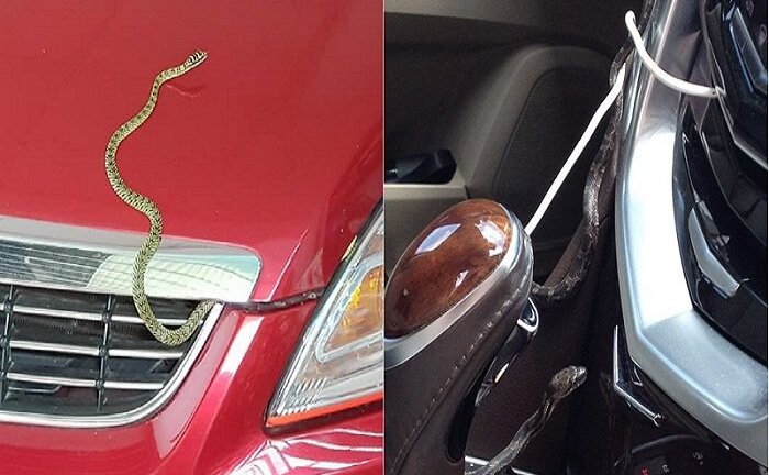 Ác mộng rắn độc chui vào xe hơi tránh nóng ngày hè: Tại sao rắn thích chui vào ô tô?