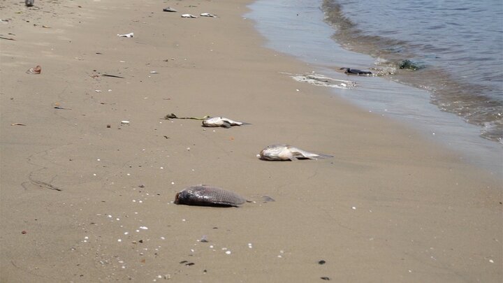 Cá chết trắng sông, bốc mùi hôi thối ở Đà Nẵng