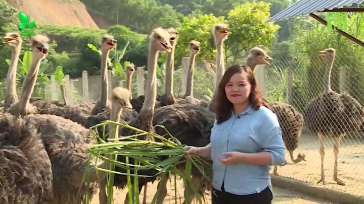 Xem nông dân Thái Nguyên nuôi đà điểu sạch thu nửa tỷ đồng/năm