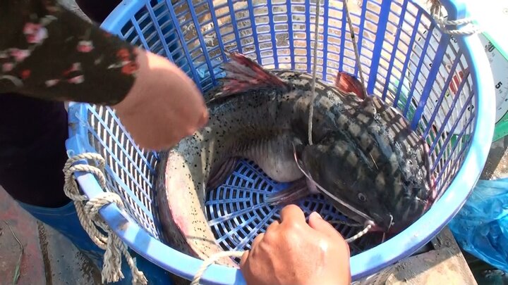 Ảnh: Cận cảnh chợ cá trên núi tràn ngập 'thủy quái sông Đà', ai xem cũng muốn mua