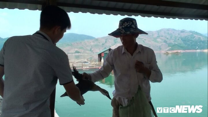 Ảnh: Đàn vịt biết bay ở lòng hồ thuỷ điện Sơn La đẻ 'trứng vàng' cho chủ