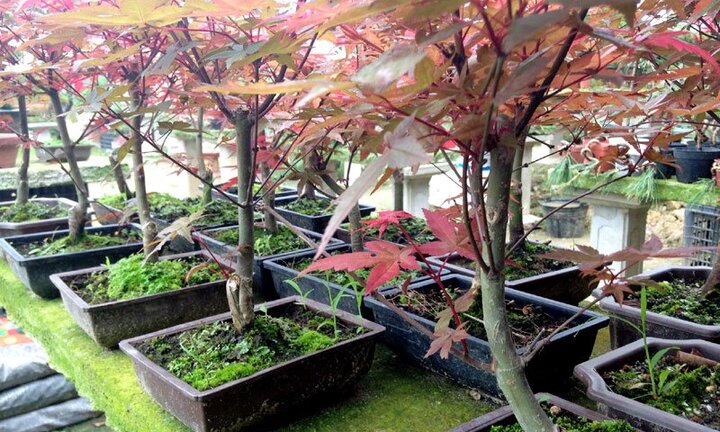 Video: Mục sở thị vườn phong lá đỏ bonsai độc đáo, đắt đỏ ở Thủ đô
