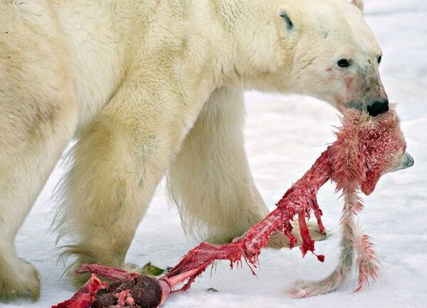 Lý giải nguyên nhân những 'con mẹ ác thú' biến con thành thức ăn