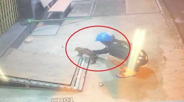 Clip: Cô gái đi xe tay ga trộm chó nhanh như chớp ở Kiên Giang