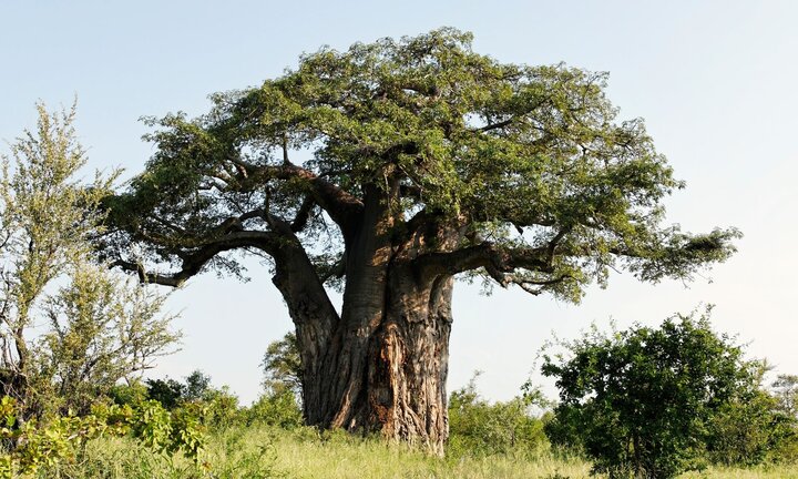 Bí ẩn những cây Baobab nghìn năm chết 'bất đắc kỳ tử'