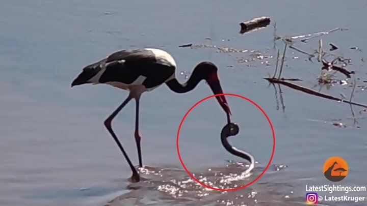 Clip: Hạc mổ trúng rắn khi lội sông kiếm ăn và cái kết bất ngờ