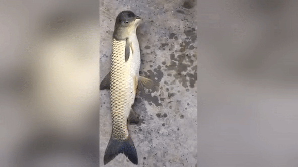 Sinh vật 'đầu chim, mình cá' gây xôn xao cộng đồng mạng