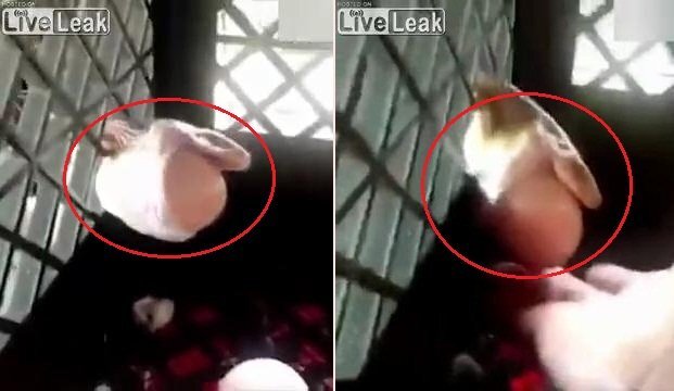 Clip: Rắn ăn trộm trứng, chưa nuốt trôi đã phải nhả vì kẹt đầu vào lưới sắt