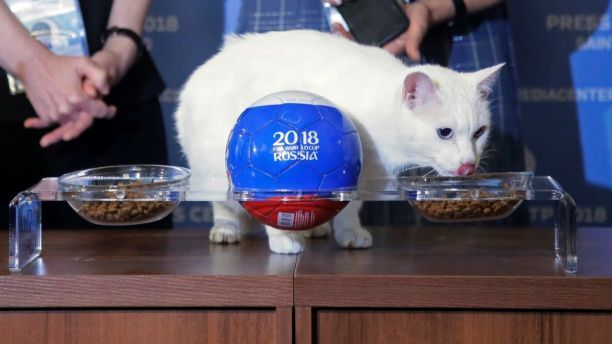 Khai mạc World Cup 2018: Mèo 'tiên tri' dự đoán Nga thắng Ả Rập Xê-út