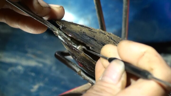 Bạn sẽ kinh ngạc khi biết ngọc trai nhân tạo được làm ra như thế này!