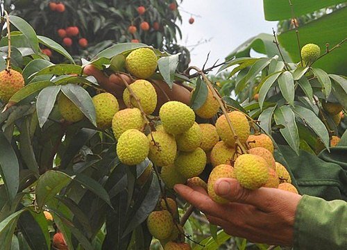 Ăn quả vải xanh có thể phát bệnh thần kinh?