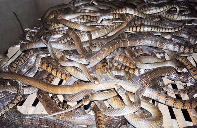 Video: Về nơi rắn nhiều hơn người ở Vĩnh Phúc