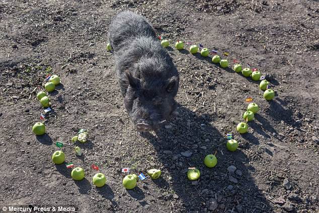 Lợn tiên tri chưa bao giờ sai dự đoán khó tin về 4 đội vào bán kết World Cup 2018