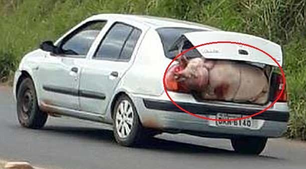 Clip: Lật xe tải chở 120 con lợn, dân Brazil mang cả ô tô đi 'hôi của'