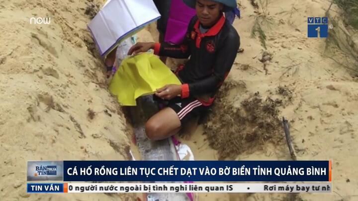 Cá hố rồng liên tục chết dạt vào bờ biển Quảng Bình