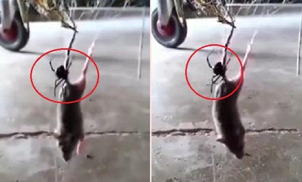 Clip: Nhện góa phụ đen kịch độc giăng tơ kết liễu chuột