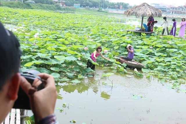 Đổ xô đi chụp ảnh với hoa sen, phó nháy kiếm gần chục triệu mỗi ngày