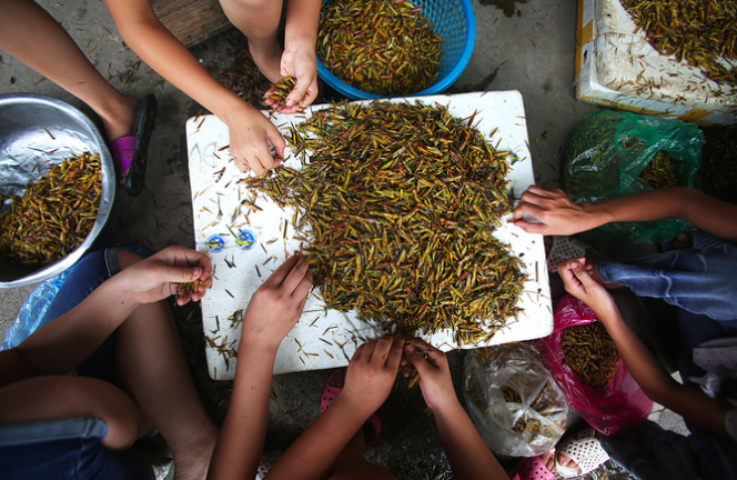 Ảnh: Độc đáo ngôi làng vào mùa nhặt cánh châu chấu