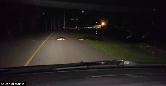 Video: Cá sấu 'nghênh ngang' kéo lê xác con mồi đẫm máu giữa cao tốc trong mùa tìm kiếm bạn tình