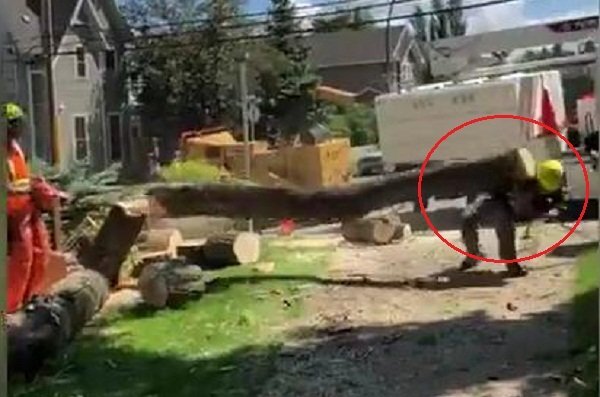 Clip: Công nhân cưa cây, cây đổ đè trúng đồng nghiệp