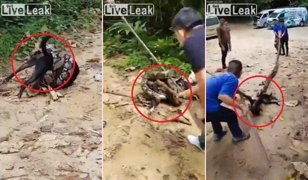 Clip: Dân làng hiệp lực cứu chó bị trăn siết chặt