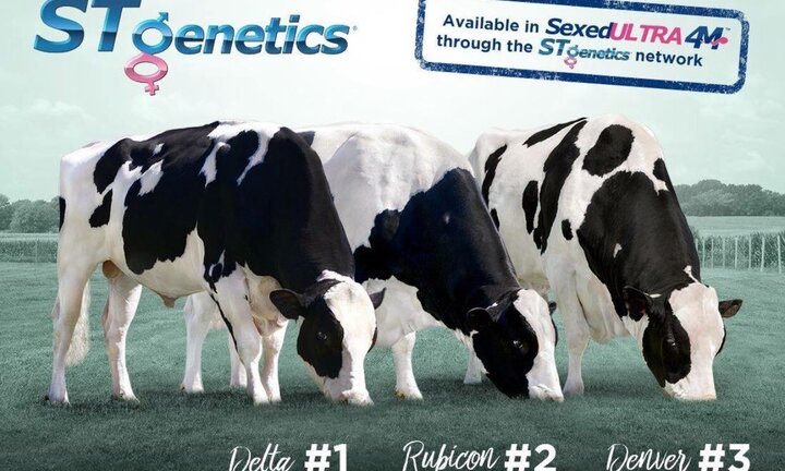 TH true MILK nhân giống đàn bò theo phương pháp chọn lọc tự nhiên để sản xuất sữa A2