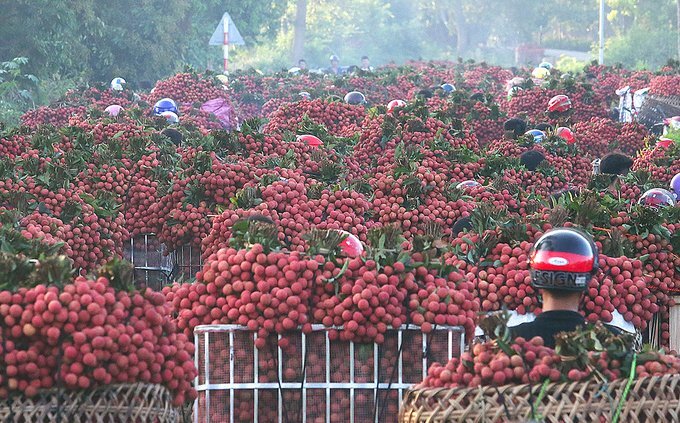 Video: Dân ùn ùn mang vải đi bán, con đường dài hàng km tắc cứng, rực đỏ