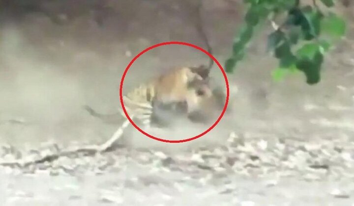 Clip: Đôi hổ cắn xé nhau ác liệt chỉ vì 1 miếng thịt