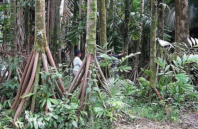 Thực hư loài cây biết đi như con người, mỗi năm đi được 20 m