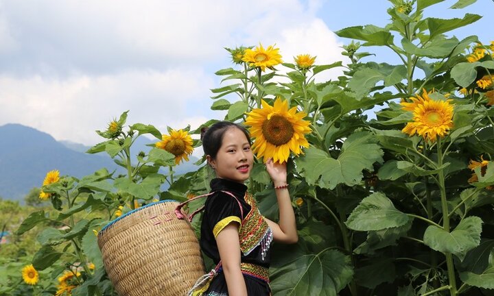 Check-in đồi 'hoa mặt trời' đẹp hơn trong phim ở chân núi Fansipan