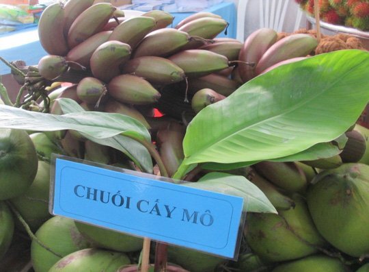 Thực hư về loại chuối đỏ lạ mắt có giá 300.000 đồng/kg