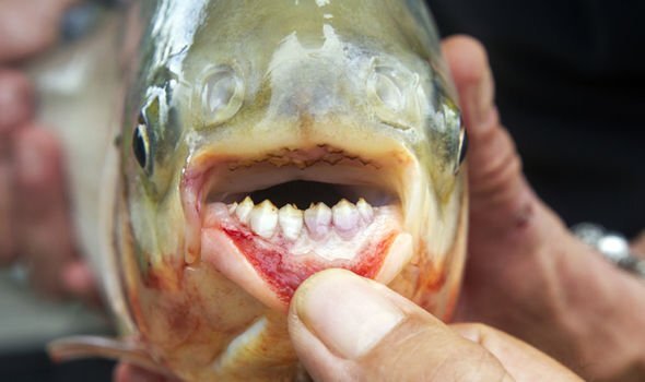 Loài cá kỳ dị chỉ thích cắn 'của quý' nam giới