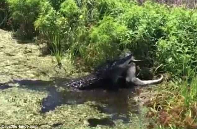 Video: Kinh hãi cảnh cá sấu quăng quật, xé xác đồng loại