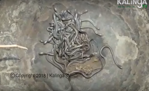 Video: Sốc khi thấy hàng trăm con rắn hổ mang chúa bò lúc nhúc trong nhà