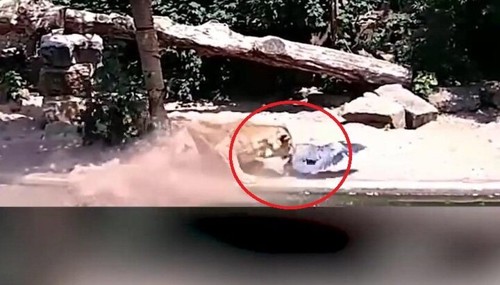 Clip: Đậu xuống chuồng sư tử, chim diệc bị xé xác chết thảm