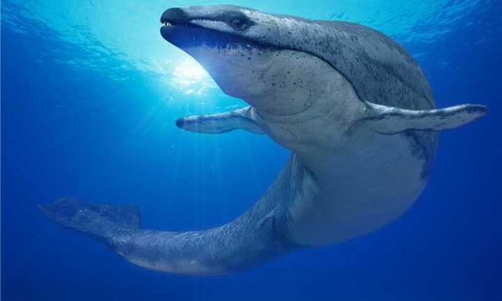 'Siêu' cá voi có kích cỡ ngang với khủng long