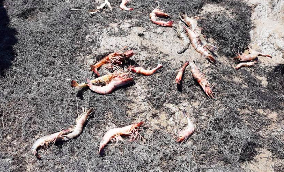 Dân Thanh Hoá lao đao khi tôm sú đến kỳ thu hoạch chết hàng loạt