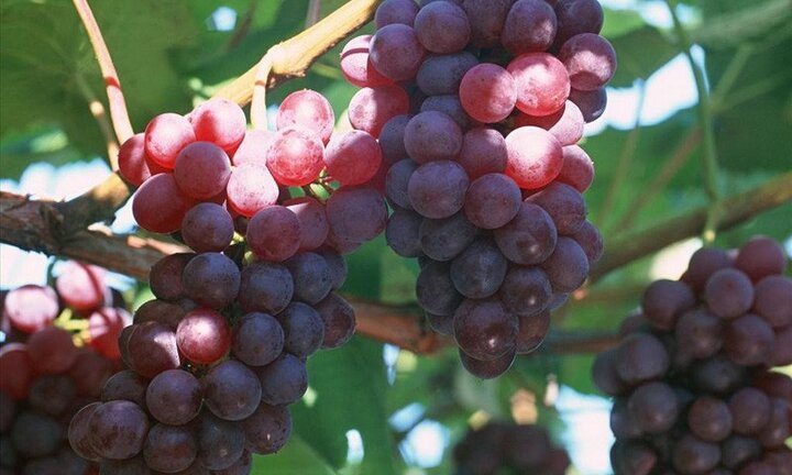 Độc đáo vườn rượu nho trên tầng thượng