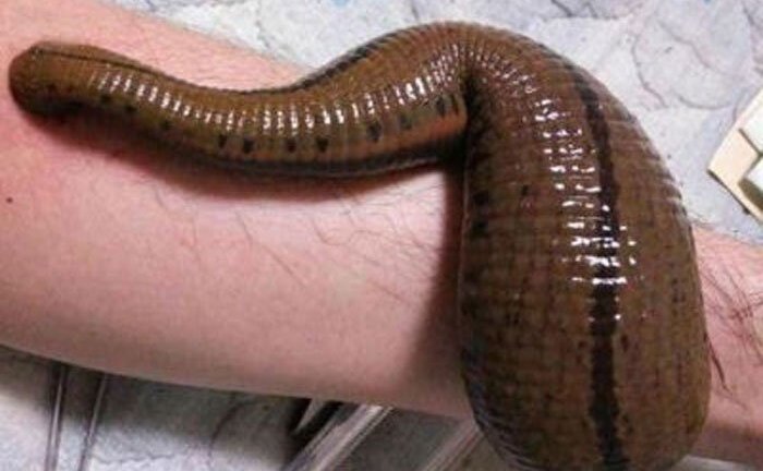 Khi thú nuôi là gián, rết khổng lồ, đỉa hút máu người