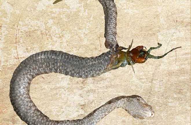 Bị nuốt sống, rết cắn thủng bụng rắn chui ra ngoài