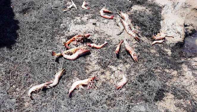 Nắng nóng gay gắt, tôm sú ở Thanh Hoá chết hàng loạt