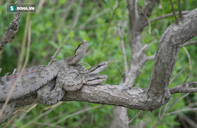 Hang ổ của gần 20.000 con rắn lục cực độc ở Trung Quốc