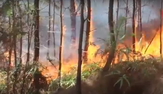 Chữa cháy rừng thông cạnh nhà, người đàn ông bị lửa thiêu chết ở Nghệ An