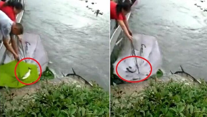 Clip: Cá nhảy tanh tách khỏi hồ nước, dân đua nhau mang ô ra hứng